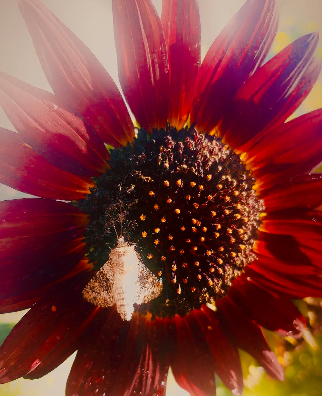 Sunflower Flower Essence