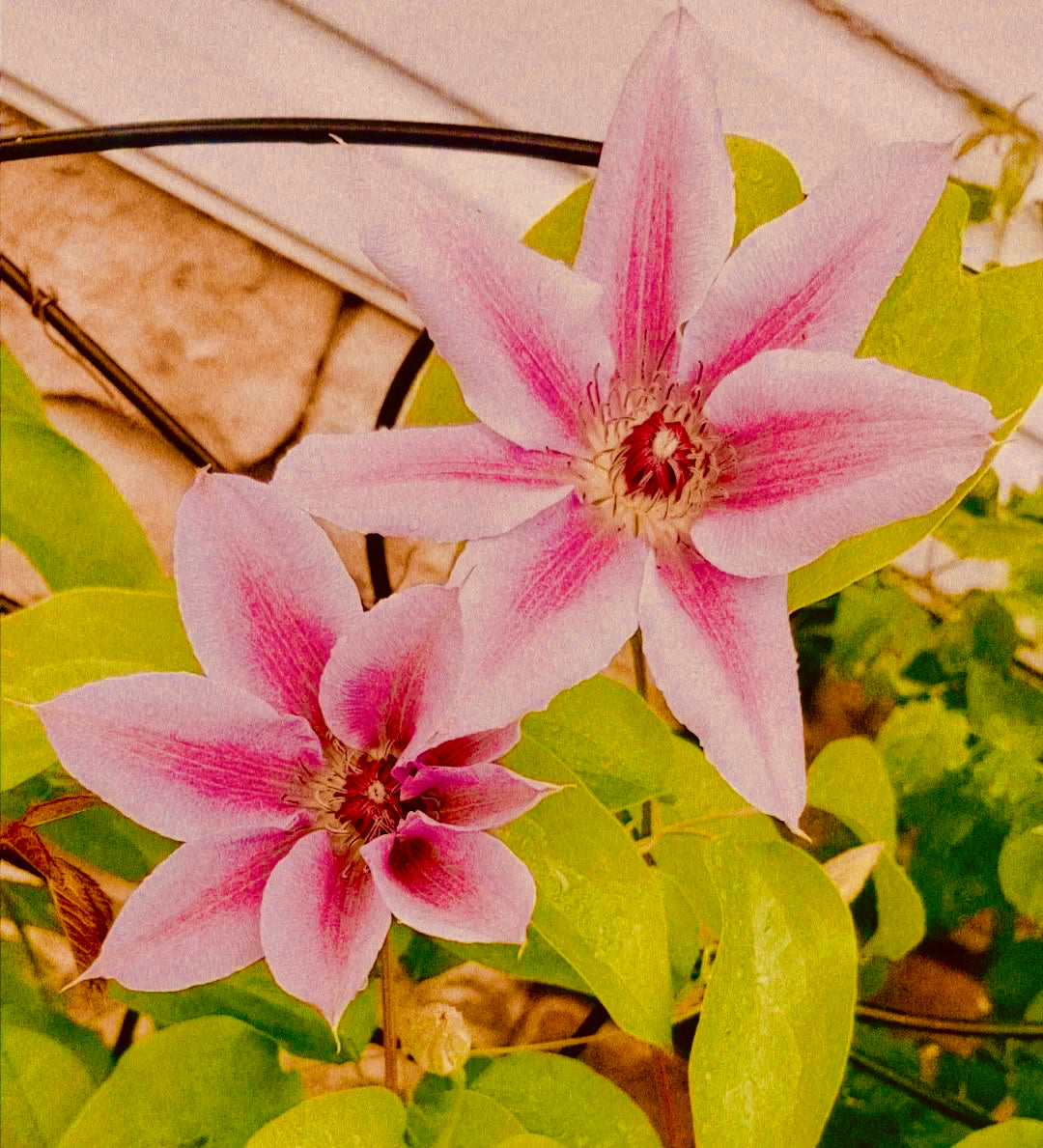 Clematis Flower Essence