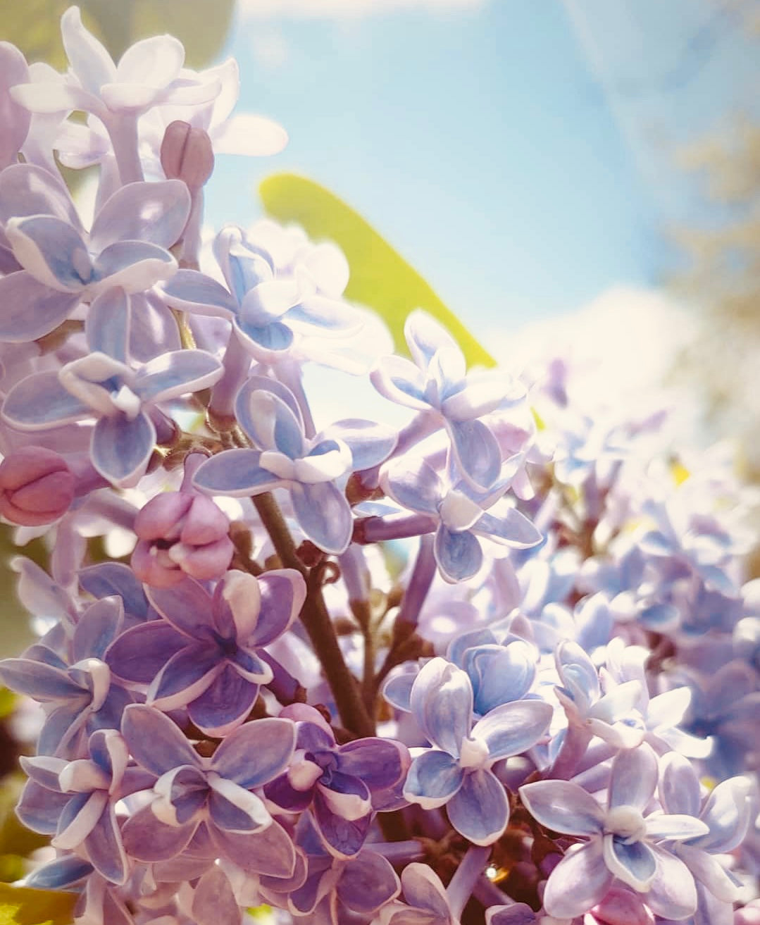 Lilac Flower Essence