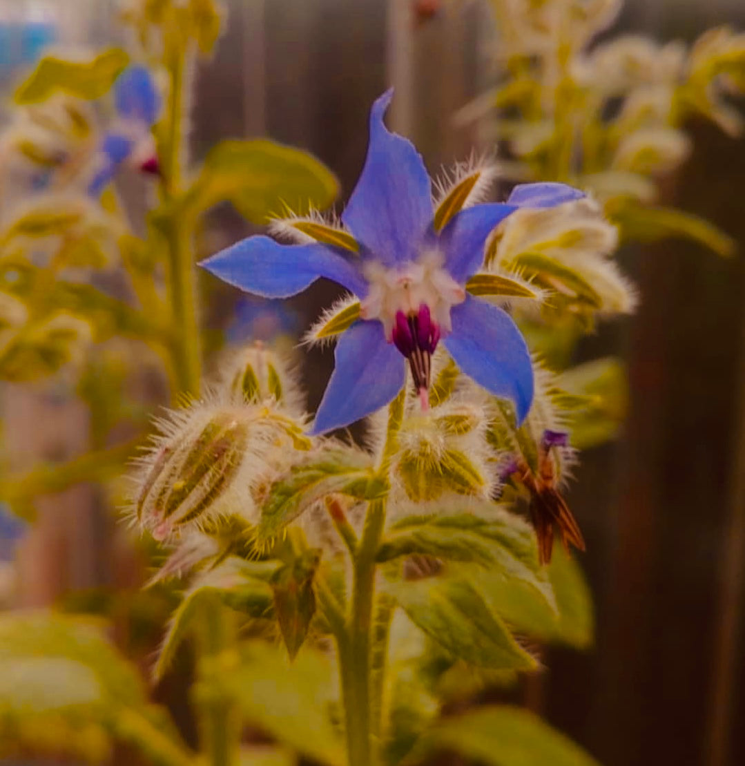 Borage Flower Essence