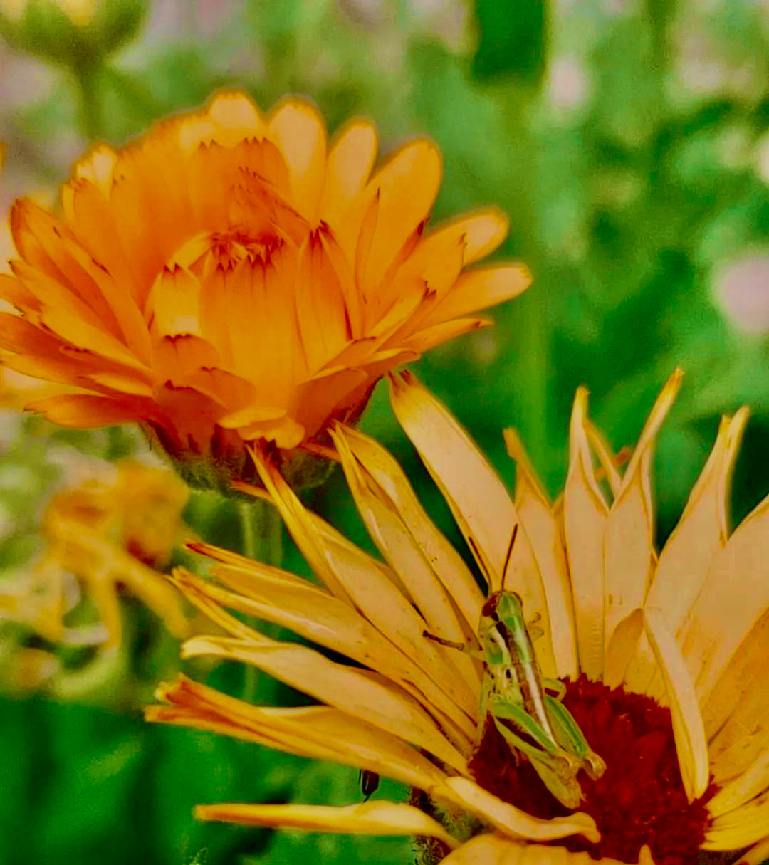 Calendula Flower Essence