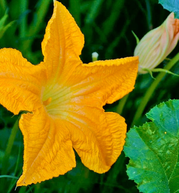 Pumpkin Blossom Flower Essence